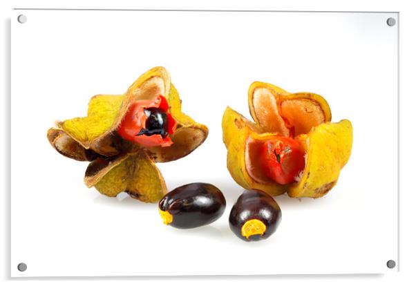 Tuckeroo Fruit Australia Native Acrylic by Antonio Ribeiro
