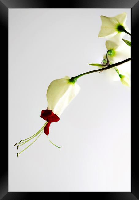 Bleeding Heart Vine Flowers Framed Print by Antonio Ribeiro