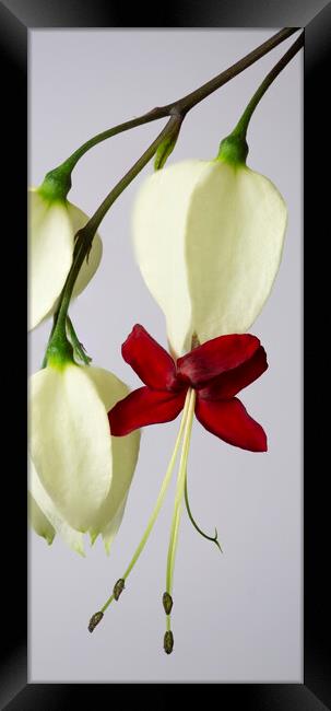 Bleeding Heart Vine Flowers Framed Print by Antonio Ribeiro