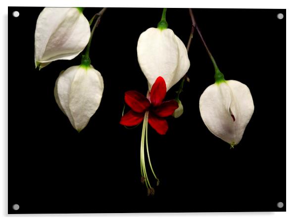 Bleeding Heart Vine Flowers on Black Background Acrylic by Antonio Ribeiro