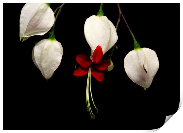 Bleeding Heart Vine Flowers on Black Background Print by Antonio Ribeiro