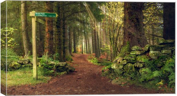 Braan path  Canvas Print by Anthony McGeever