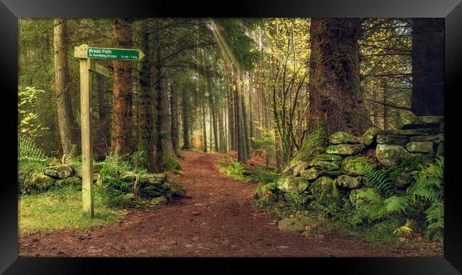 Braan path  Framed Print by Anthony McGeever