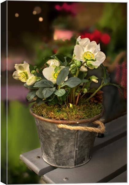 Christmas Rose Canvas Print by Alison Chambers
