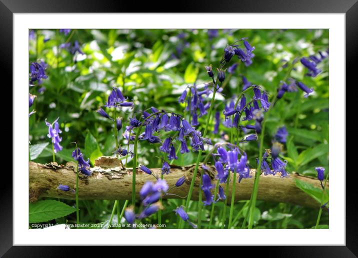 Woodland bluebells Framed Mounted Print by Laura Baxter