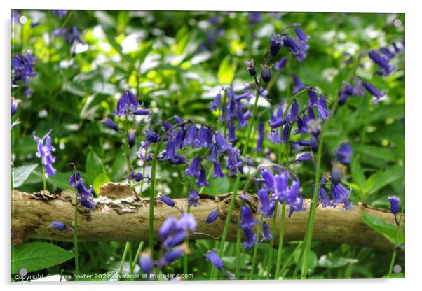 Woodland bluebells Acrylic by Laura Baxter