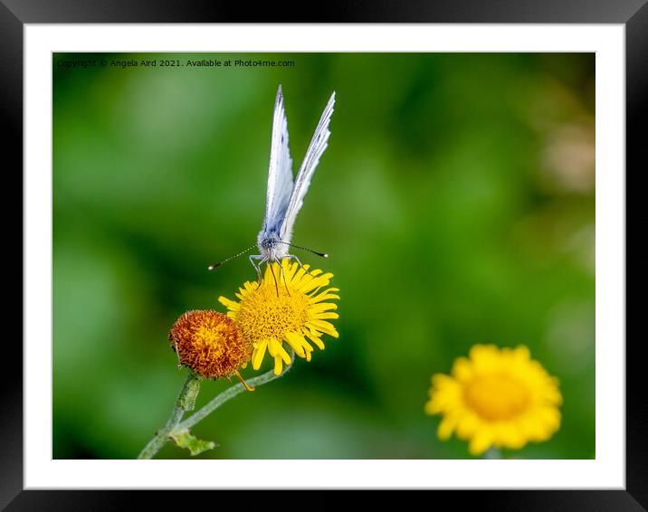 Margined White Butterfly. Framed Mounted Print by Angela Aird
