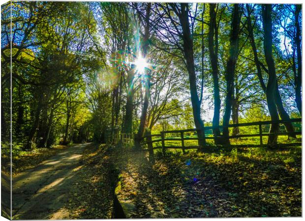 Majestic Trees in Linton, Cambs Canvas Print by Simon Hill