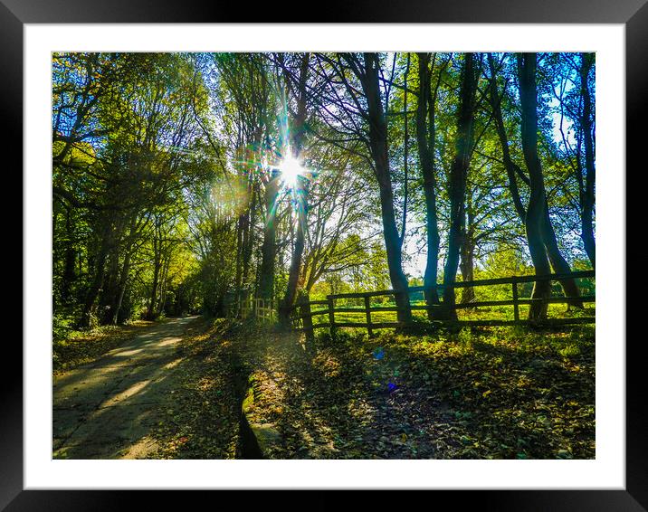 Majestic Trees in Linton, Cambs Framed Mounted Print by Simon Hill