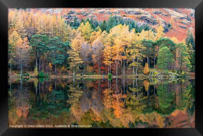 Autumn Colour Reflections in Blea Tarn in the Lake District, England Framed Print by Dave Collins