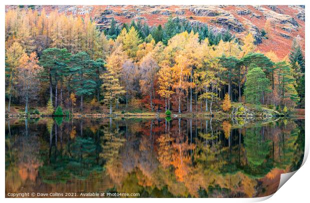Autumn Colour Reflections in Blea Tarn in the Lake District, England Print by Dave Collins