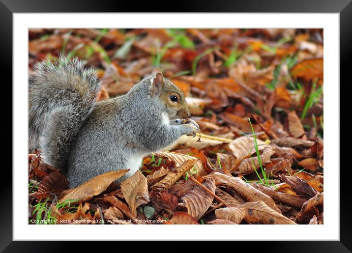 Autumn Squirrel Framed Mounted Print by Rosie Spooner