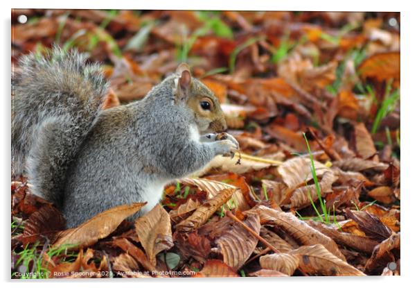 Autumn Squirrel Acrylic by Rosie Spooner