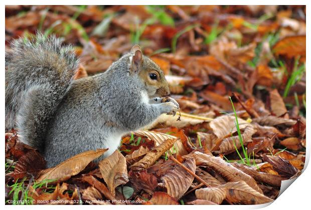Autumn Squirrel Print by Rosie Spooner