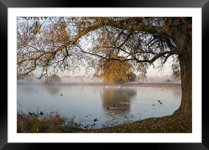 Tree overhanging pond Framed Mounted Print by Kevin White