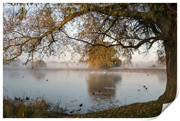 Tree overhanging pond Print by Kevin White