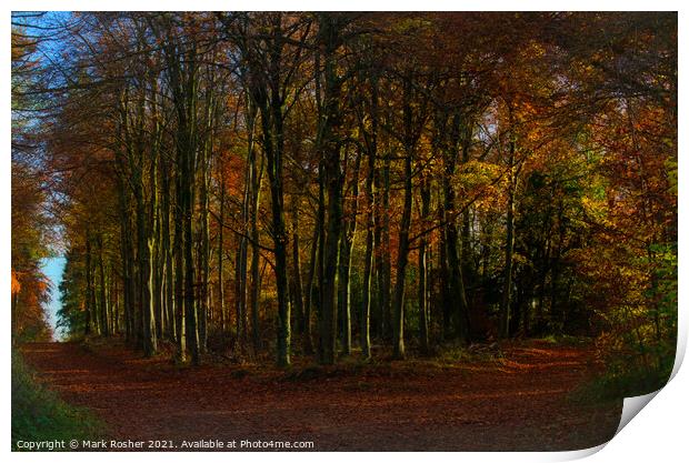 The curve in the path, an autumn woodland. Print by Mark Rosher