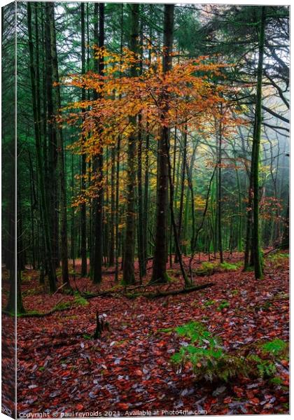 Autumn @ Craig Y Aber forest  Canvas Print by paul reynolds