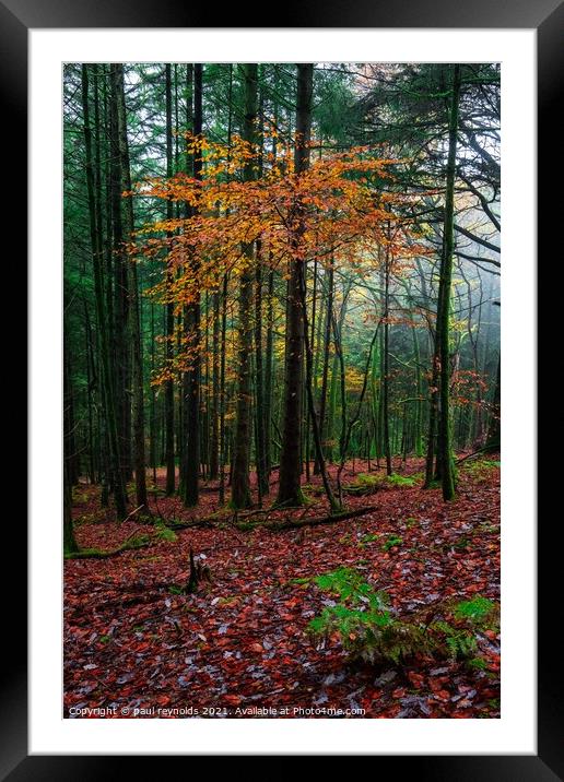 Autumn @ Craig Y Aber forest  Framed Mounted Print by paul reynolds