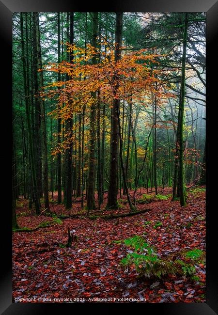 Autumn @ Craig Y Aber forest  Framed Print by paul reynolds