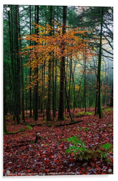Autumn @ Craig Y Aber forest  Acrylic by paul reynolds