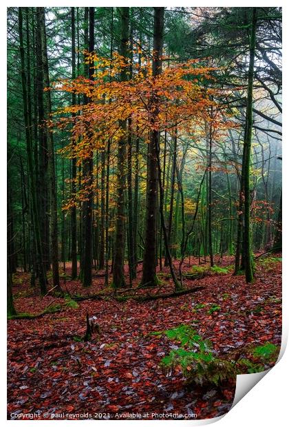 Autumn @ Craig Y Aber forest  Print by paul reynolds