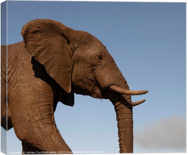 Elephant profile Canvas Print by Adrian Turnbull-Kemp