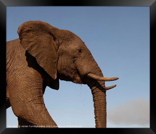 Elephant profile Framed Print by Adrian Turnbull-Kemp