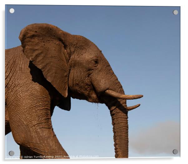 Elephant profile Acrylic by Adrian Turnbull-Kemp