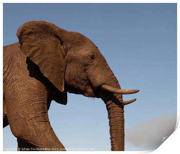 Elephant profile Print by Adrian Turnbull-Kemp