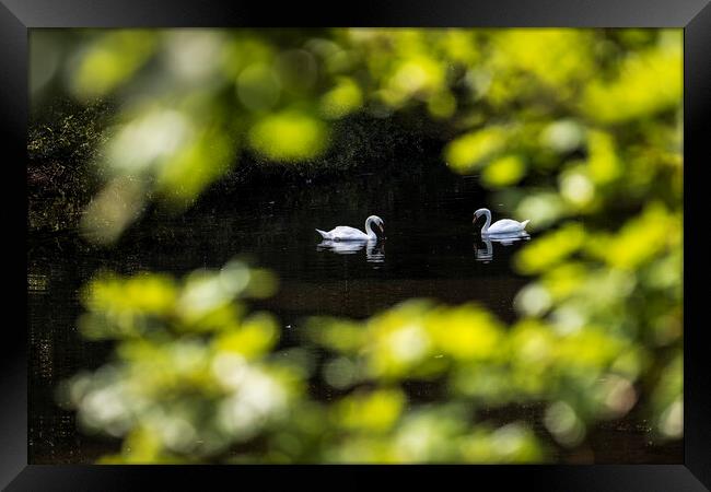 Pair of swans Framed Print by Phil Crean