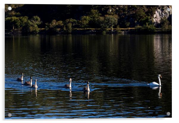 Swan and signets on Llyn Pardan lake Llanberis Wal Acrylic by Phil Crean