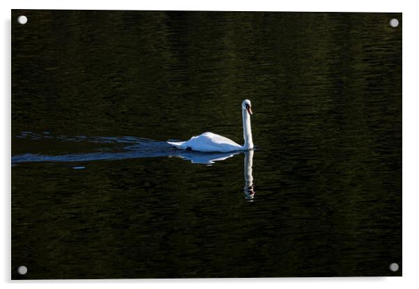 Swan Llyn Pardan lake Llanberis Wales Acrylic by Phil Crean