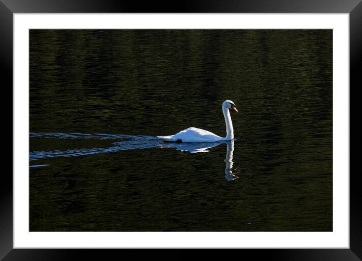 Swan Llyn Pardan lake Llanberis Wales Framed Mounted Print by Phil Crean