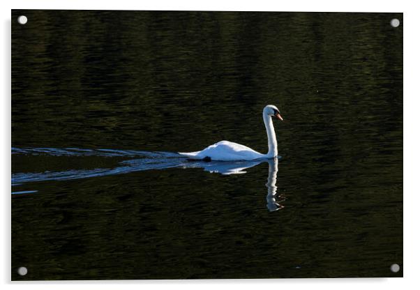 Swan Llyn Pardan lake Llanberis Wales Acrylic by Phil Crean