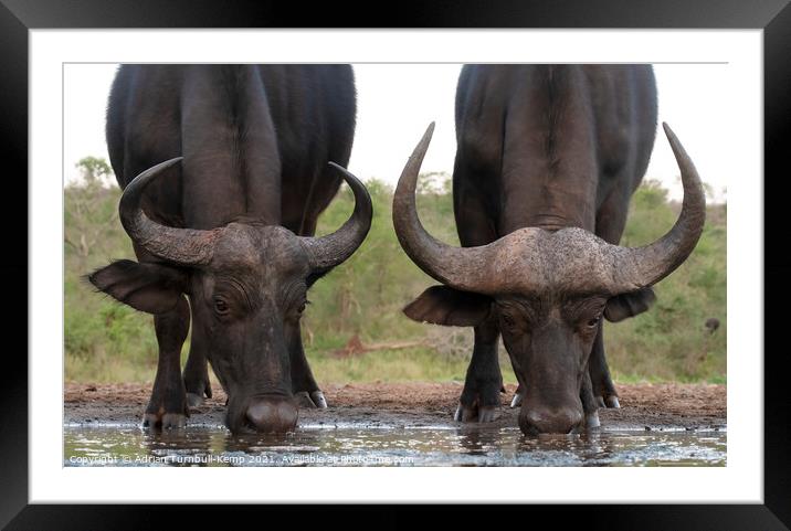Buffaloes at the waterhole Framed Mounted Print by Adrian Turnbull-Kemp
