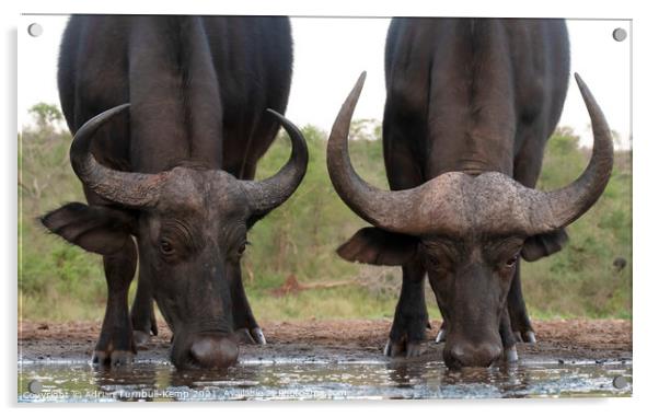Buffaloes at the waterhole Acrylic by Adrian Turnbull-Kemp