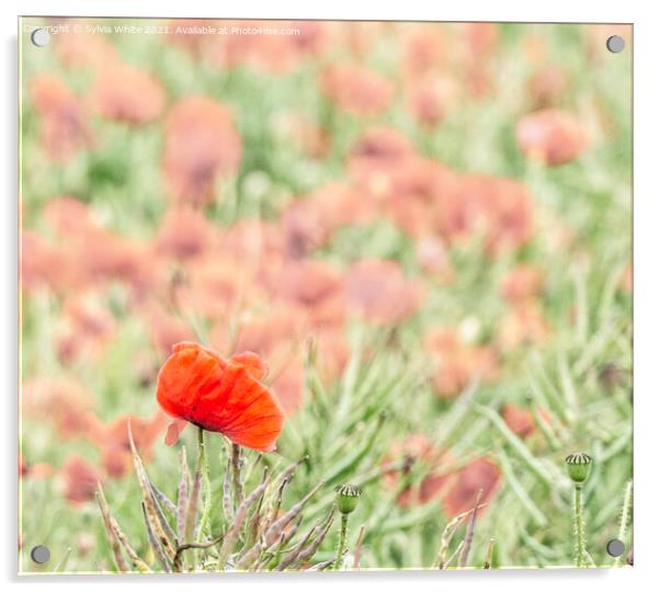 The Poppy Field Acrylic by Sylvia White