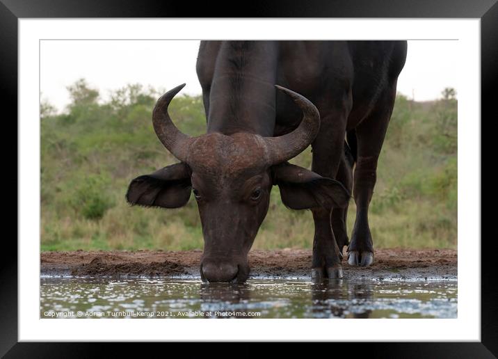 African savanna buffalo at Tamboti Hide Framed Mounted Print by Adrian Turnbull-Kemp