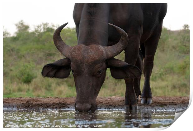 African savanna buffalo at Tamboti Hide Print by Adrian Turnbull-Kemp