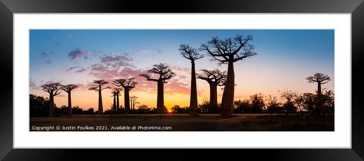 Avenue of the Baobabs at sunset, Madagascar  Framed Mounted Print by Justin Foulkes