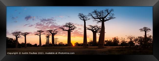 Avenue of the Baobabs at sunset, Madagascar  Framed Print by Justin Foulkes