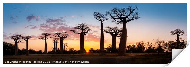 Avenue of the Baobabs at sunset, Madagascar  Print by Justin Foulkes