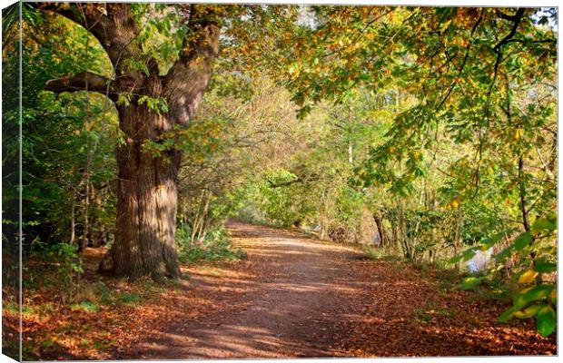 Autumn in Darley Park, Derby Canvas Print by Rob Cole