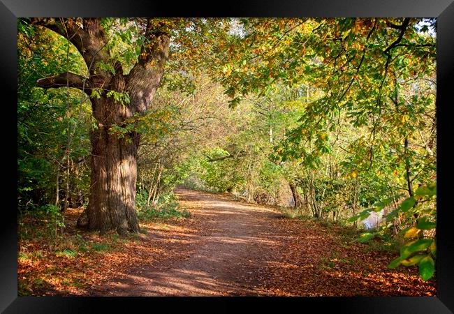 Autumn in Darley Park, Derby Framed Print by Rob Cole