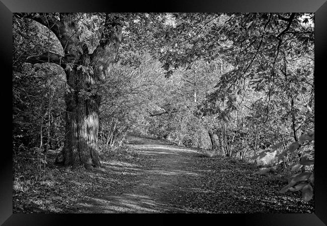 Autumn in Darley Park, Derby Framed Print by Rob Cole