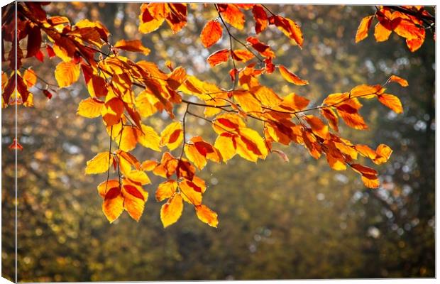 Golden Autumn Serenity in Urban Park Canvas Print by Rob Cole