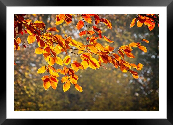 Golden Autumn Serenity in Urban Park Framed Mounted Print by Rob Cole