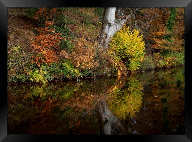 Autumn reflections on a canal Framed Print by Leighton Collins