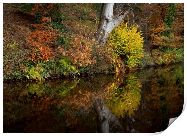 Autumn reflections on a canal Print by Leighton Collins